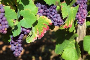 Uva Merlot